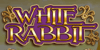 white-rabbit-1